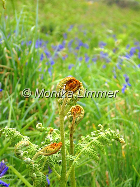 04_Engel_mit Lila Blume_168_neu.jpg